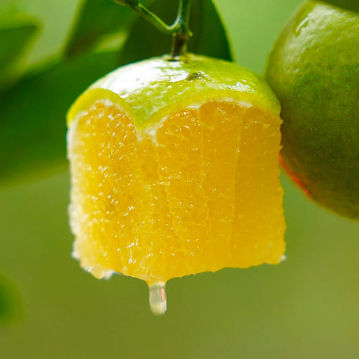 【偏远地区不发货，具体看详情页】正耕 有机德庆贡柑5斤装 商品图2