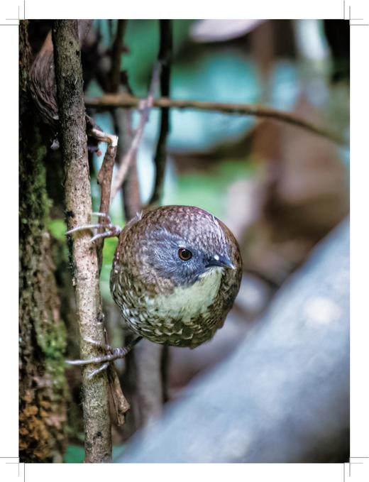 四面山鸟类观察手册 商品图2