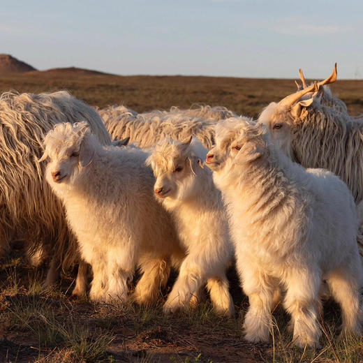 【1OO%二狼山白羊绒】B C G家等大牌代工厂羊绒围巾多个款式可选 商品图4