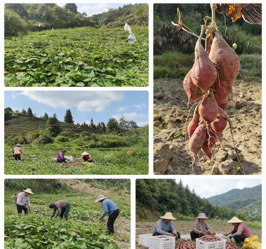 八乡瑰宝·西瓜红蜜薯-榴莲香薯 商品图7