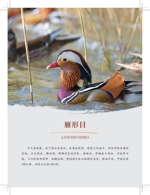 四面山鸟类观察手册 商品图5
