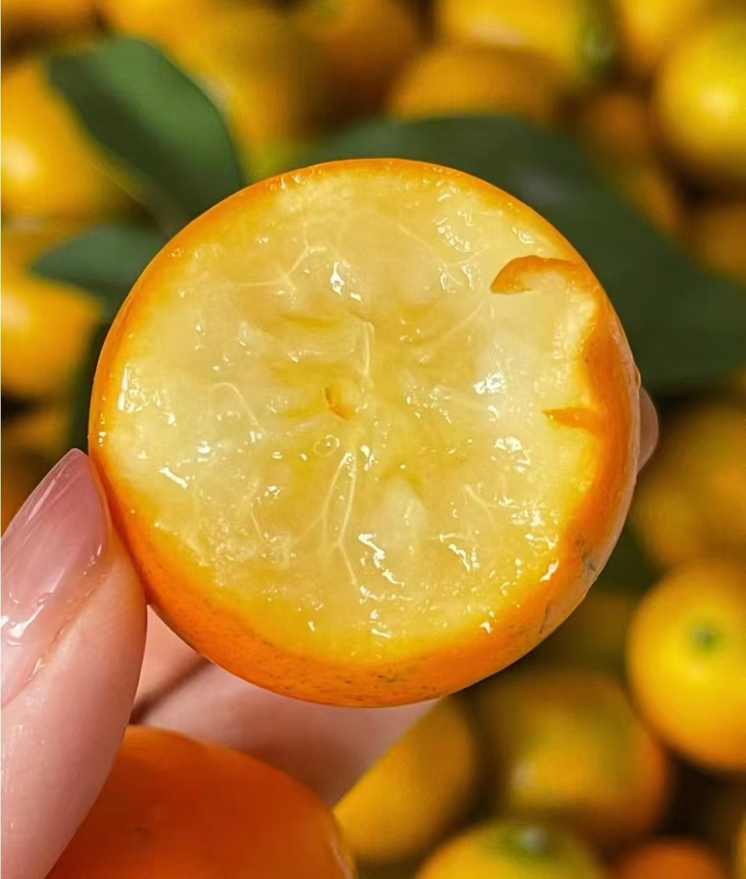 融安脆蜜金柑 皮薄肉厚 汁水足  金桔中的爱马仕！败火又好吃