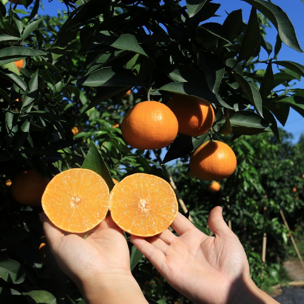 有机红美人果冻橙