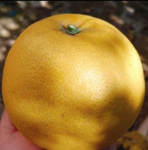 常山胡柚9.8元1袋4.9-5.1斤，明天到 商品图6