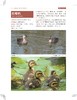 四面山鸟类观察手册 商品缩略图8