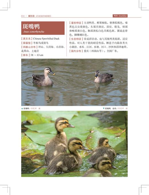 四面山鸟类观察手册 商品图8