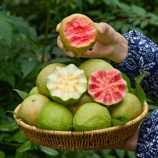 小糖臻选「福建好果子」芭乐 商品图2