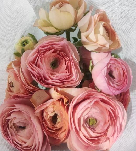 配花 | 成功洋牡丹水彩香槟 商品图0