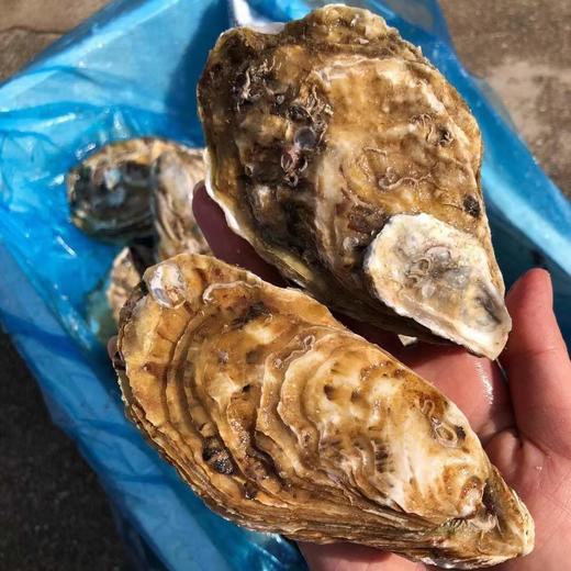 乳山生蚝 | 百“蛎”挑一，无论从饱满度、新鲜度或者口感，都称得上国内数一数二的品种。 商品图2