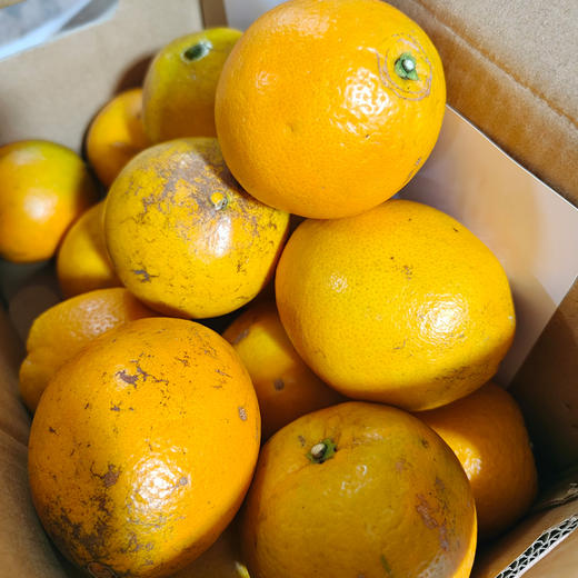 【新鲜采摘，现摘现发；每周二、周五发货，下雨天气延顺】基地直发 | 九月红生态脐橙 | 湖北宜昌 商品图4