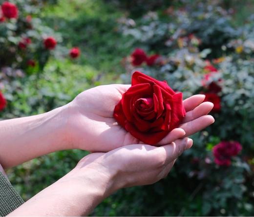 【云南西草✖佰草童话玫瑰纯露】0水配方！🌺1000朵玫瑰1瓶精华！spa级芳疗护肤！0酒精/0防腐剂/0致敏源SGS三重0添加认证，活萃黑科技，一瓶=补水+抗氧+修护+控油，三大高原玫瑰黄金产区 商品图4