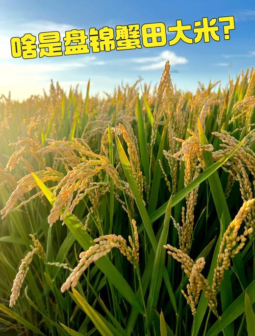 辽宁有机蟹田米49元1袋10斤装，明天到 商品图9
