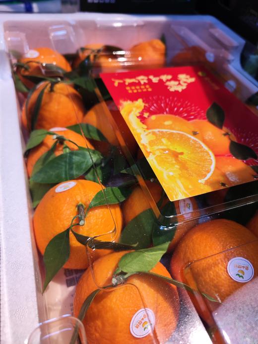 红美人柑橘  桔子   皮薄 果肉嫩如果冻 出汁率高 口感几乎纯甜 商品图4