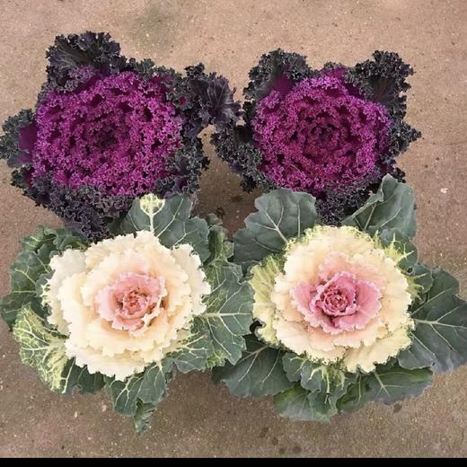 【羽衣甘蓝盆栽】1盆/份 180#园艺盆发货  （圆通发货） 商品图0