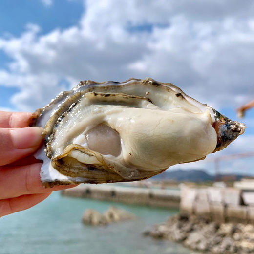 乳山生蚝 | 百“蛎”挑一，无论从饱满度、新鲜度或者口感，都称得上国内数一数二的品种。 商品图0