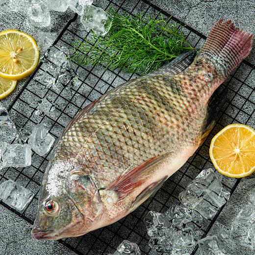 疯抢中！！顺丰直发【仅含一条主骨无小刺、老人儿童放心吃！】【广东阳江·海水鲷鱼】免杀免处理 肉质紧实 鲜美嫩滑 营养丰富 约1500g/冷链包装 商品图6