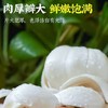 兰州百合【首发】 商品缩略图3