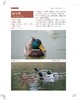 四面山鸟类观察手册 商品缩略图9