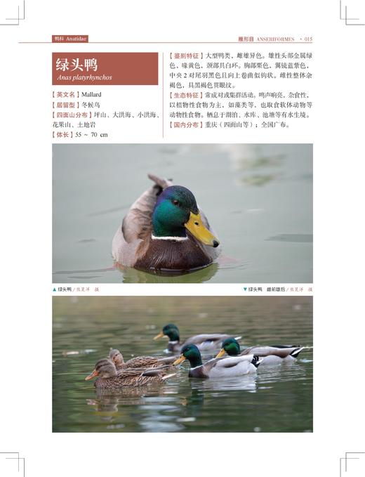 四面山鸟类观察手册 商品图9