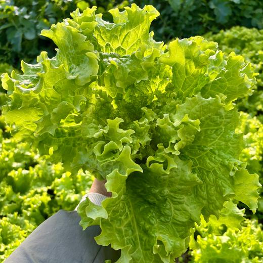 010一箱好菜  菜本味  三餐四季的守护 从菜园到餐桌 大部分带根发货 随吃随取 商品图4