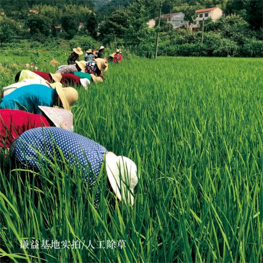 谦益香畴红曲黄酒500ml  生态纯酿 双重发酵 甘甜醇厚适口 芝麻丸搭档 产后月子特殊期 商品图5