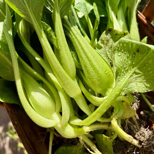 010一箱好菜  菜本味  三餐四季的守护 从菜园到餐桌 大部分带根发货 随吃随取 商品图6
