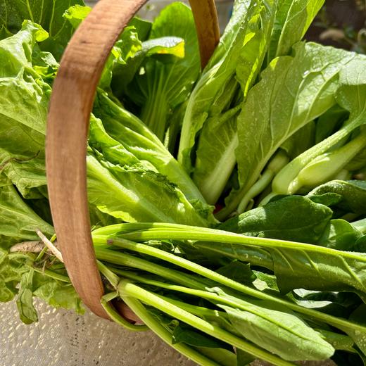 010一箱好菜  菜本味  三餐四季的守护 从菜园到餐桌 大部分带根发货 随吃随取 商品图11