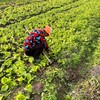 010一箱好菜  菜本味  三餐四季的守护 从菜园到餐桌 大部分带根发货 随吃随取 商品缩略图9