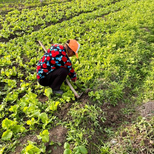 010一箱好菜  菜本味  三餐四季的守护 从菜园到餐桌 大部分带根发货 随吃随取 商品图9
