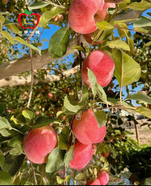 新疆阿克苏冰糖心苹果 果汁浓郁 清甜香脆 顺丰快递发货 商品图1