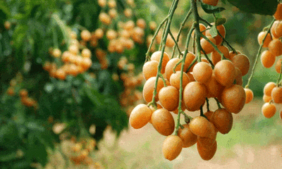  古籍里挖到的“润肺宝”！不是药，却让干痒的喉咙，润过喝参汤！