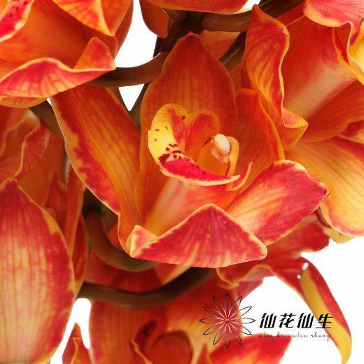 大花蕙兰 | 吸色橙色三文鱼【人工吸色，有色差，慎重下单】 商品图0