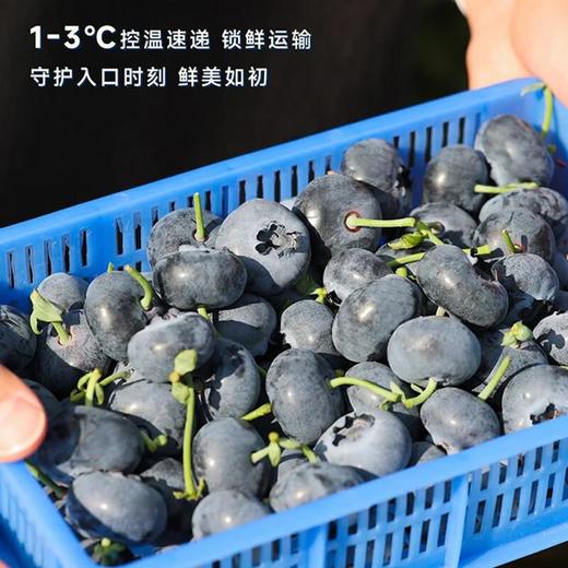 爱莓庄鲜梗蓝莓18mm+  150g/盒 商品图4