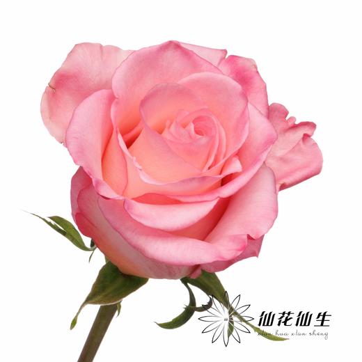 厄瓜多尔 | 罗斯林 RHOSLYN 商品图1