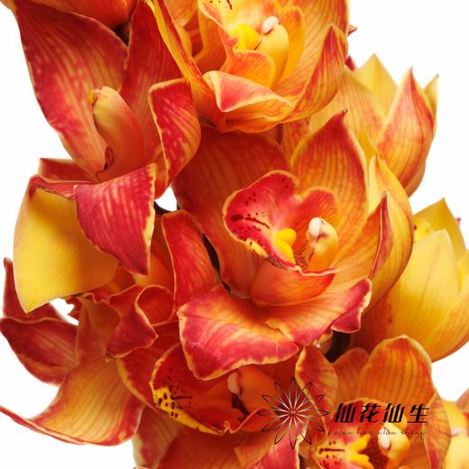 大花蕙兰 | 吸色橙色三文鱼【人工吸色，有色差，慎重下单】 商品图4