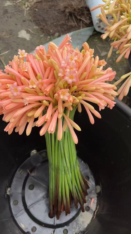 国产精品花材垂筒花1扎 商品图4