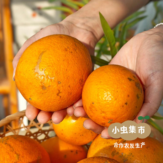 乾青园·生态赣南脐橙 5斤/9斤/19斤 | 合作农友生产，来自江西赣州，生产者：喻声胜 *【公平贸易农人定价】 商品图5