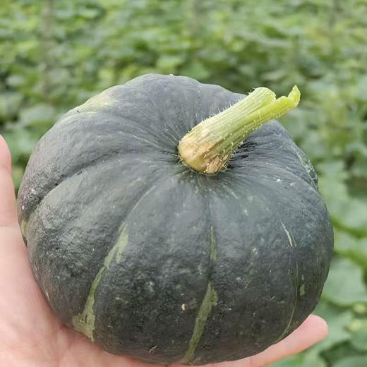 粉糯起沙！贝贝南瓜，堪称南瓜界的糖炒栗子，一口让你香到沦陷 商品图3