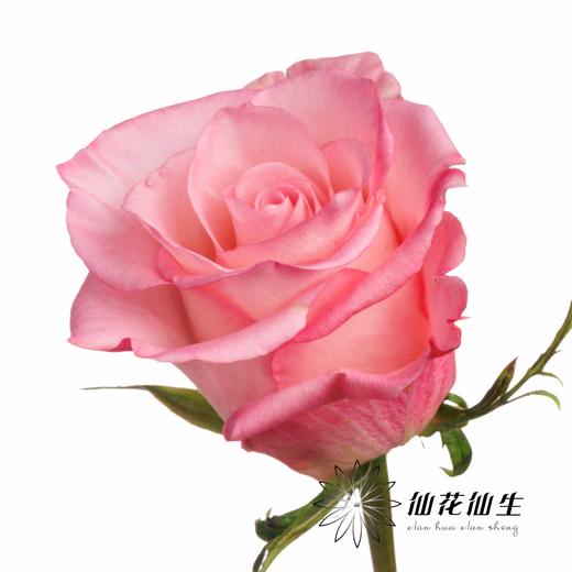 厄瓜多尔 | 罗斯林 RHOSLYN 商品图3