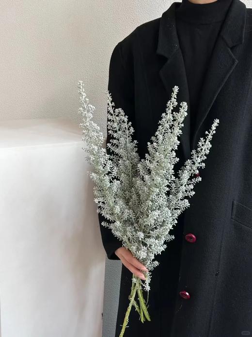 精品小众花材叶材银叶地肤一扎 商品图2