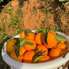 正耕 吉祥呈-有机富硒赣南脐橙 商品缩略图2