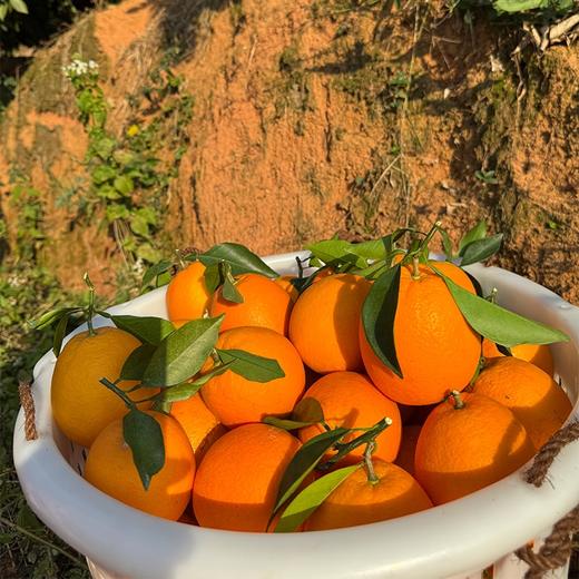正耕 吉祥呈-有机富硒赣南脐橙 商品图2