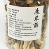 【大石山】精选鹿茸菌（罐装）70克 商品缩略图1
