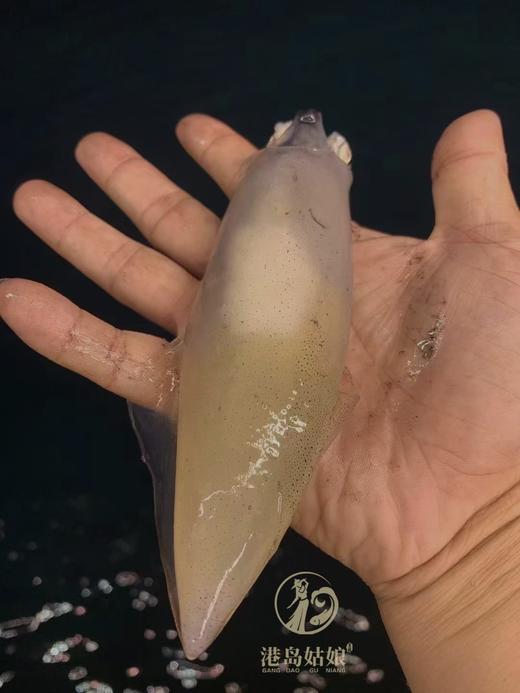 xm【抢抢抢！太便宜啦！！！】东山岛特定海域灯捕带籽小管，肉质更紧实脆嫩，籽满肉厚肉净无沙，顺丰活冻锁鲜 跟海边现捕上岸一模一样 商品图2
