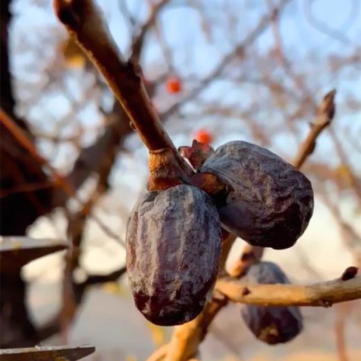 2025新货，无核黑枣 太行山高品质天然维生素果 黑枣不是枣 果肉松软有弹性 基地直邮 商品图5