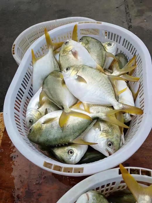 xm【海里捕捞刚到带着海水鲜劲儿~】深海金鲳鱼，新鲜到货，煎，煮，蒸，焖，肉感弹性十足，鲜甜美味，活冻锁住鲜味！！ 商品图2