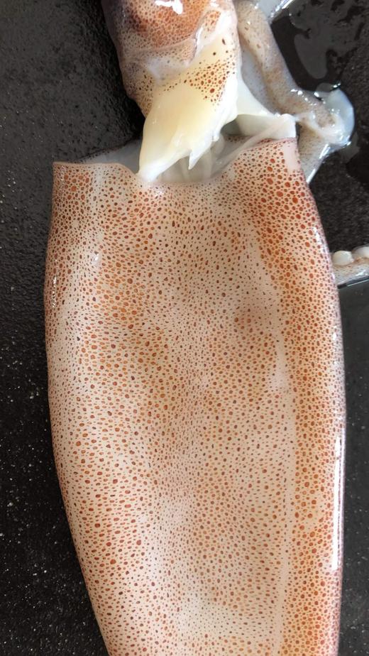 渤海火箭鱿鱼   3斤装 商品图4