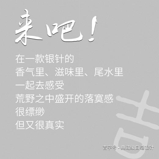 明前头采吉字号银针 太姥山北岩老基地 典藏级银针  福鼎白茶 商品图4