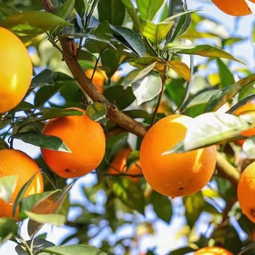 【新鲜上市 8.3折起】江西赣南脐橙 生态橙子水果 带箱3斤/5斤/10斤 商品图2