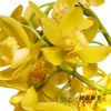 兰花 | 大花蕙兰小黄 商品缩略图3